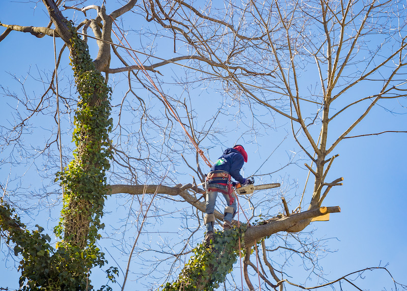 Tree Sub Contractor Removing Limbs